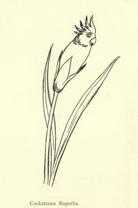 Kakaduka Süperba by Edward Lear